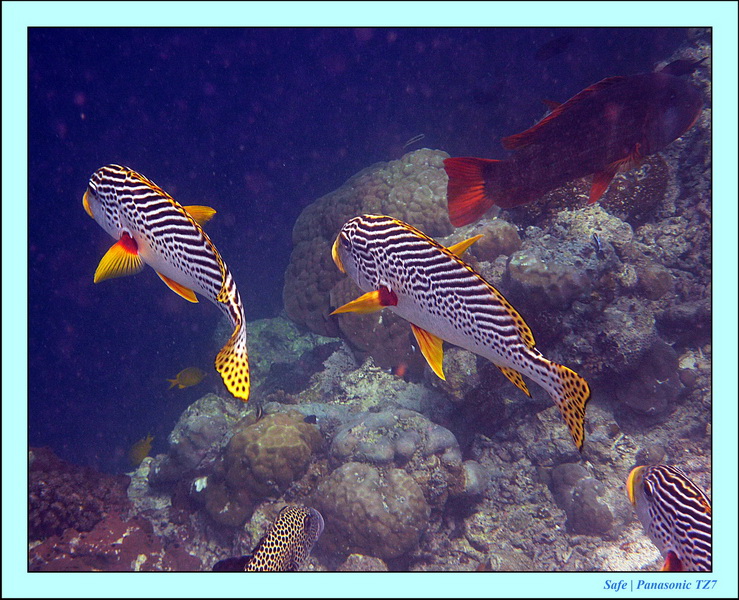 2011 - 08 - Borneo - Sipadan 085